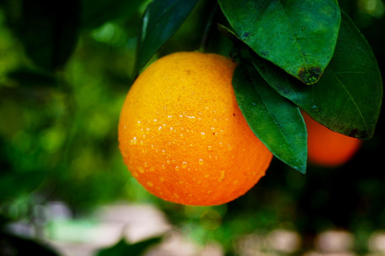 Image - orange fruit food fresh health