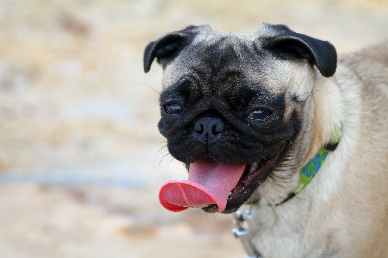 Image - pug dog animals pets beautiful dog