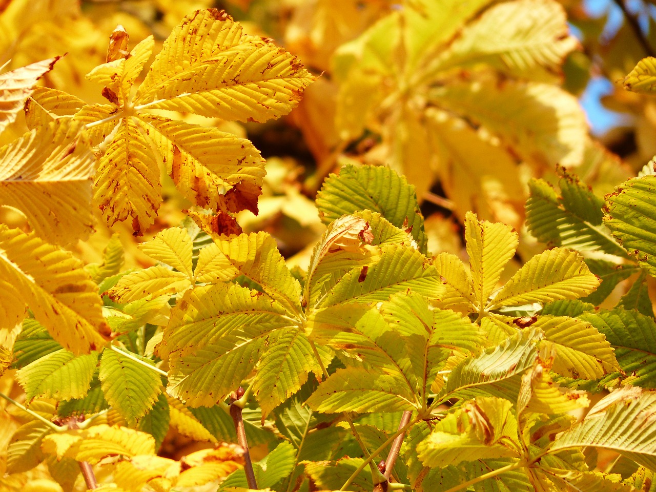 Image - fall leaves golden rays light