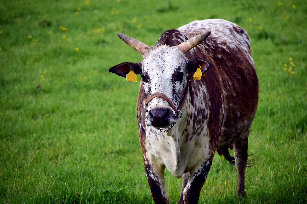 Image - zebu cow beef agriculture