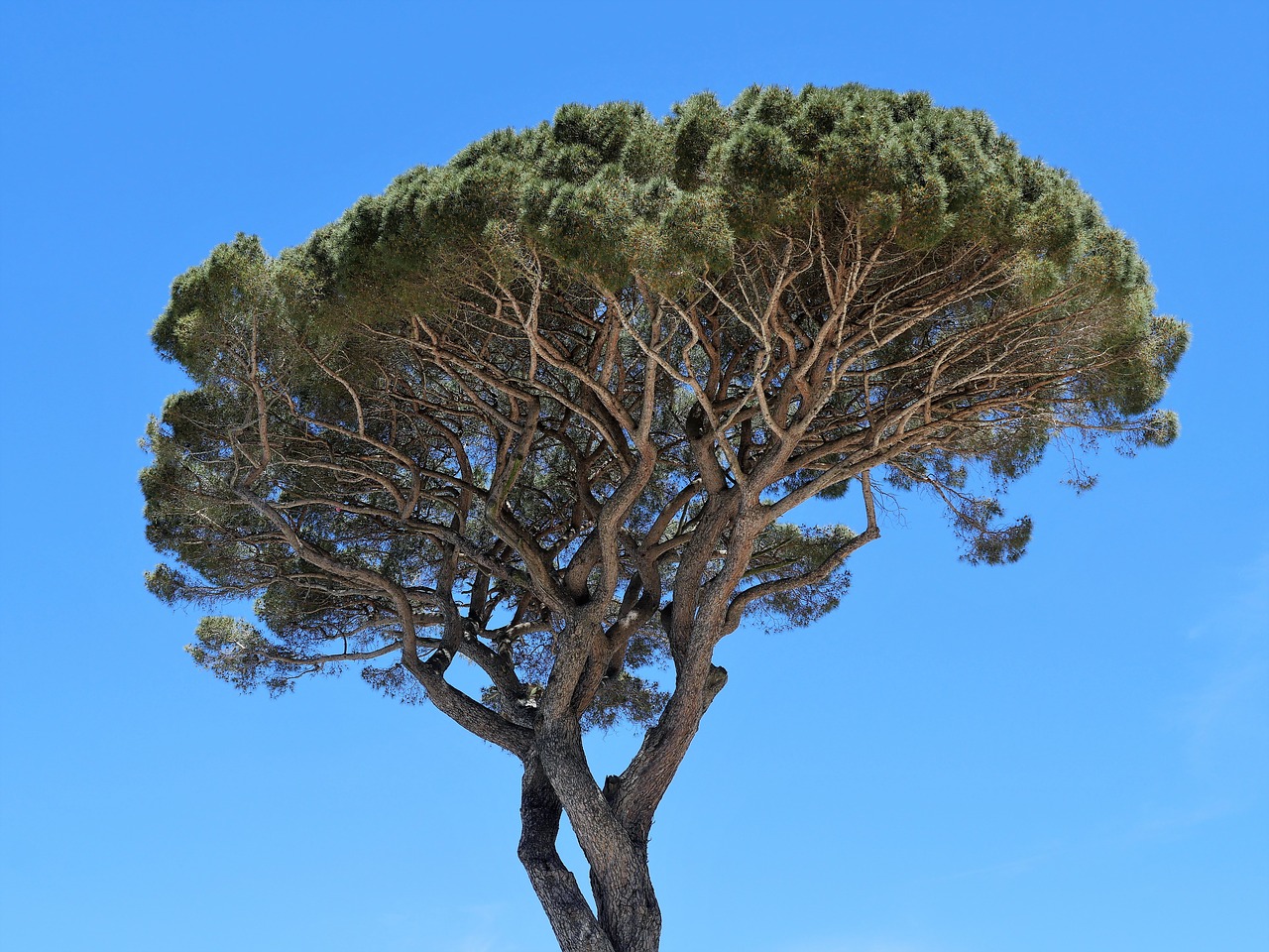 Image - pine crown stone jaw italy