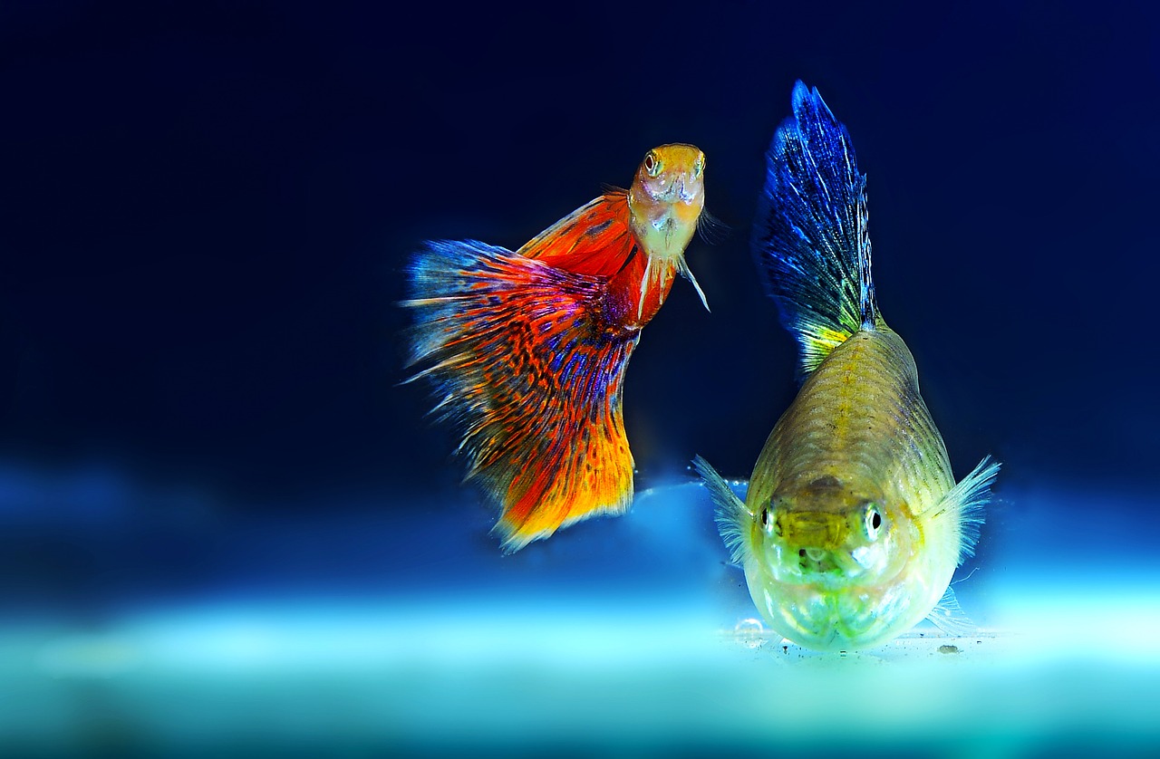 Image - ornamental fish aquarium fish