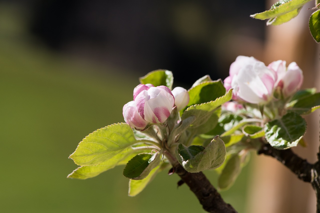 Image - apple tree flowers apple tree branch