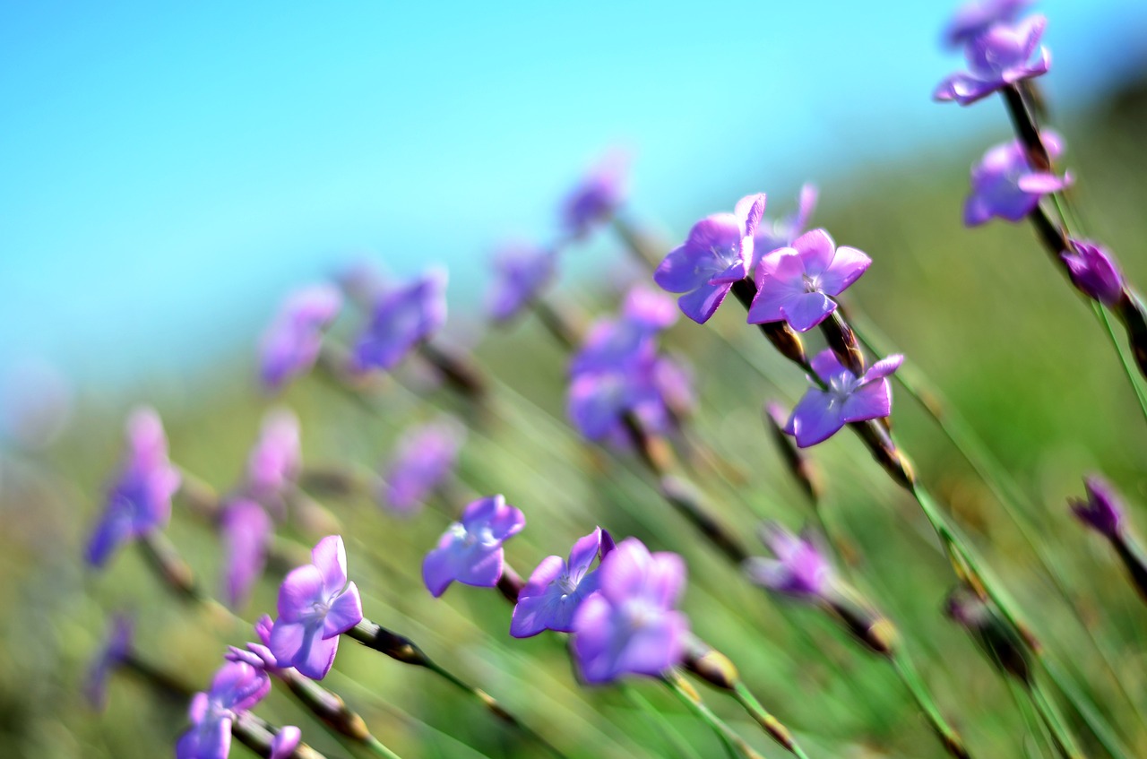 Image - flower spring doga macro