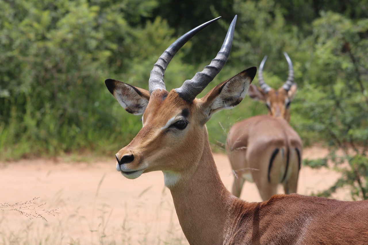 Image - antelope animal nature wildlife