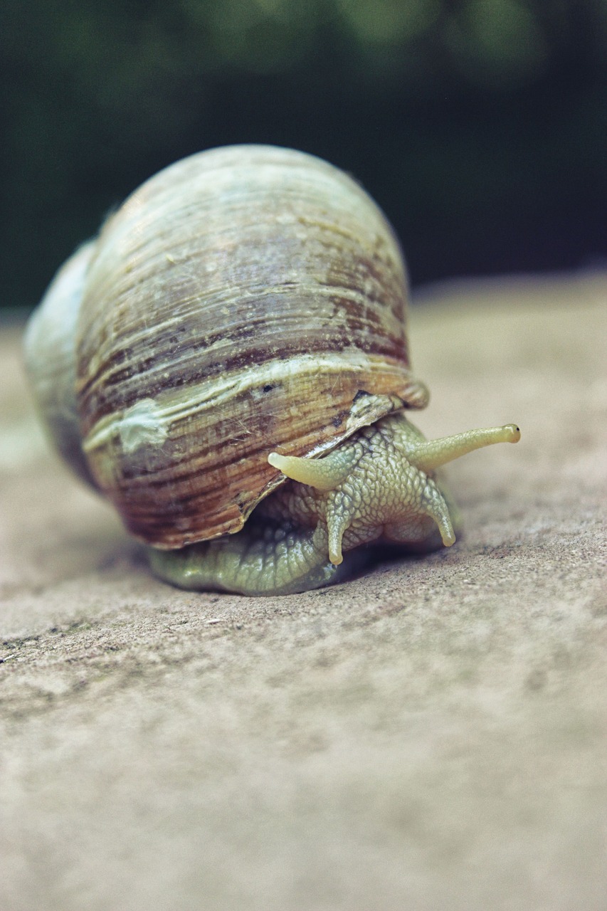 Image - snail shell nature animal macro