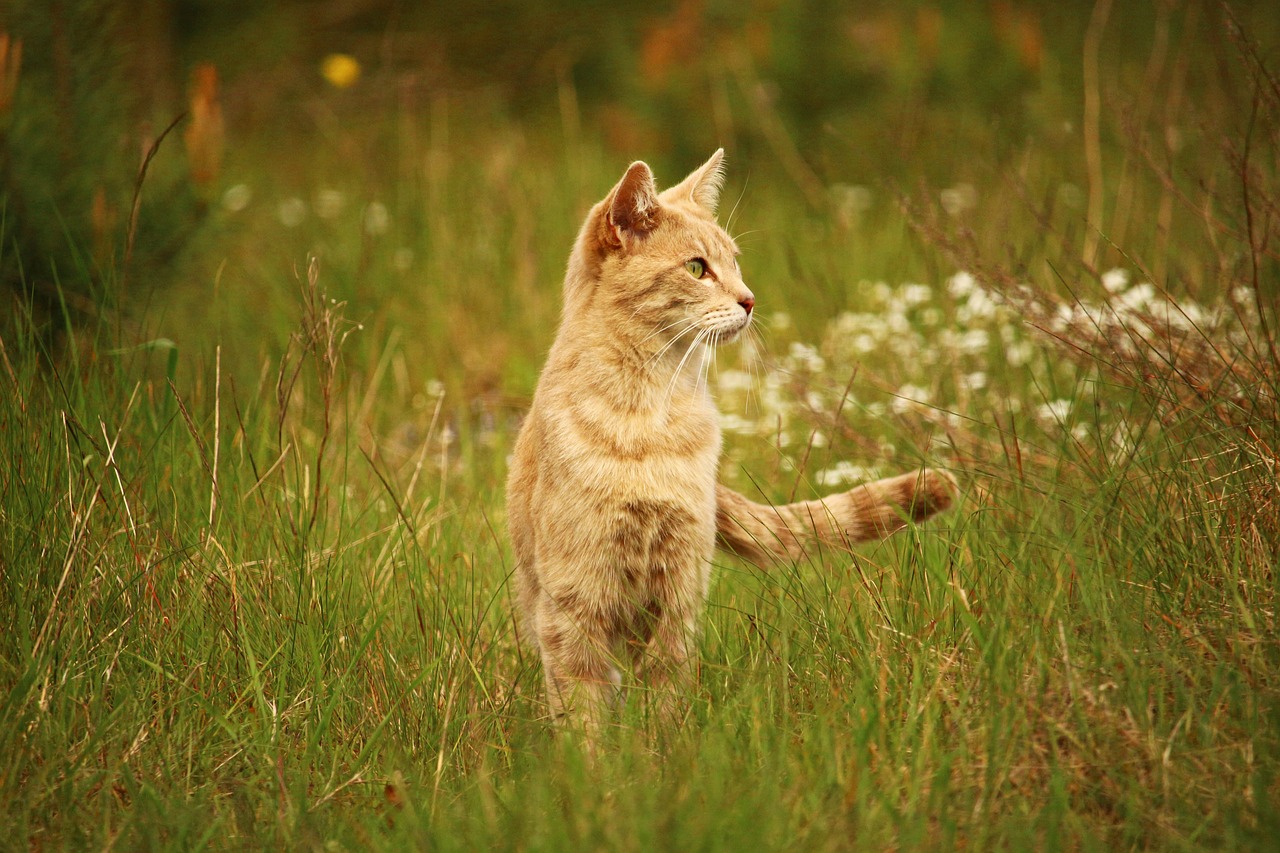 Image - cat kitten mackerel tiger cat