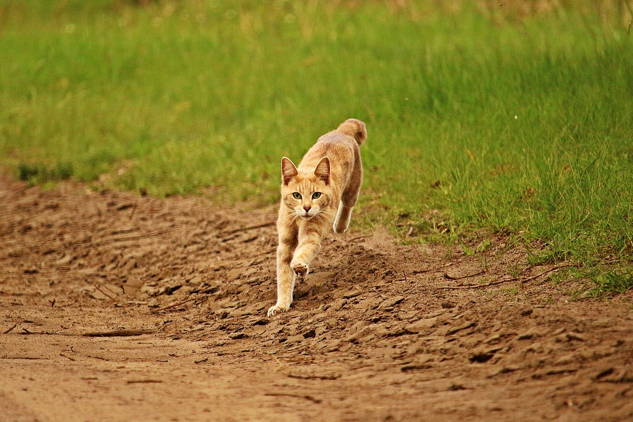 Image - cat mieze tiger cat mackerel