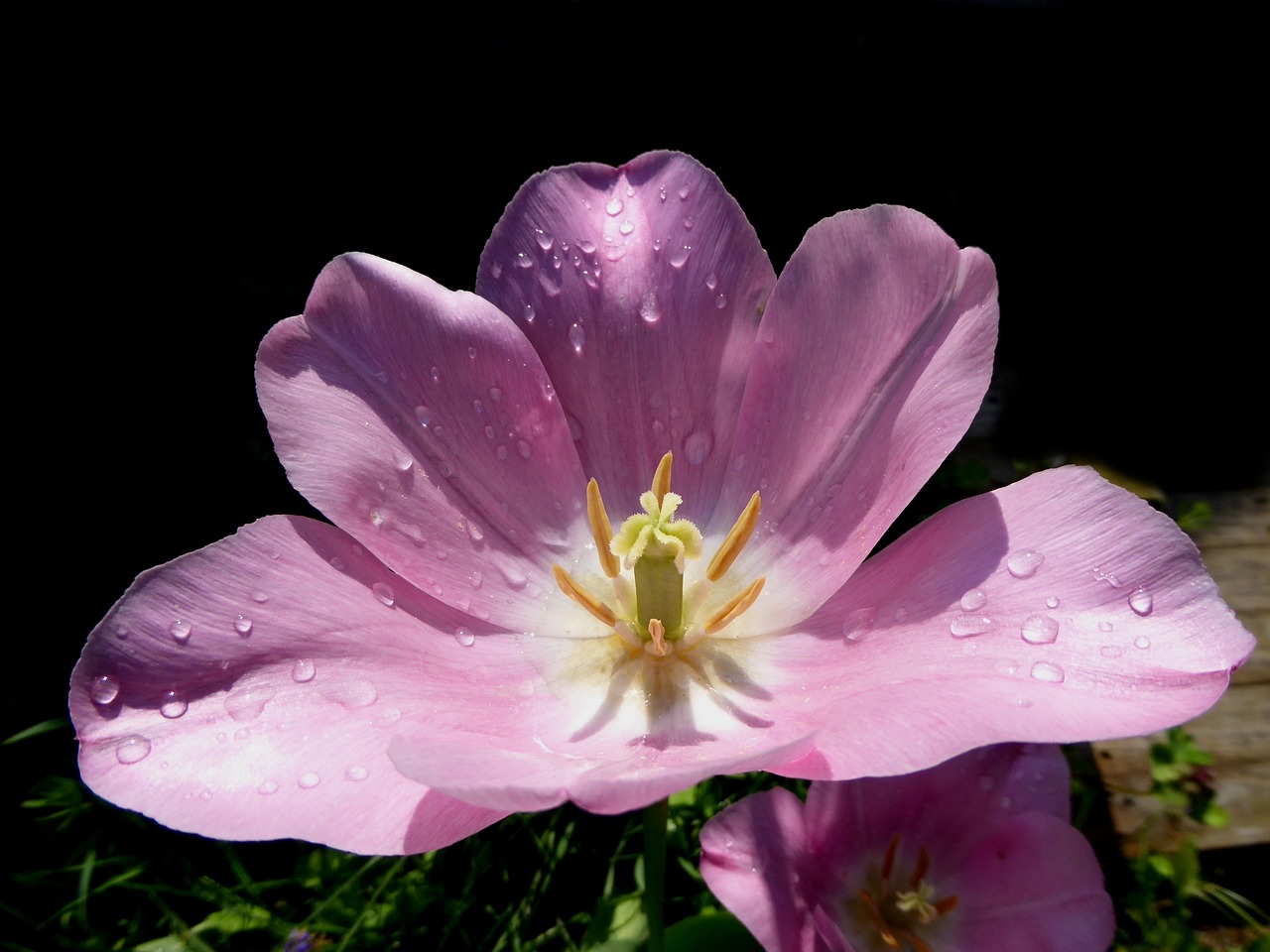 Image - tulip blossom bloom aufgeblüt