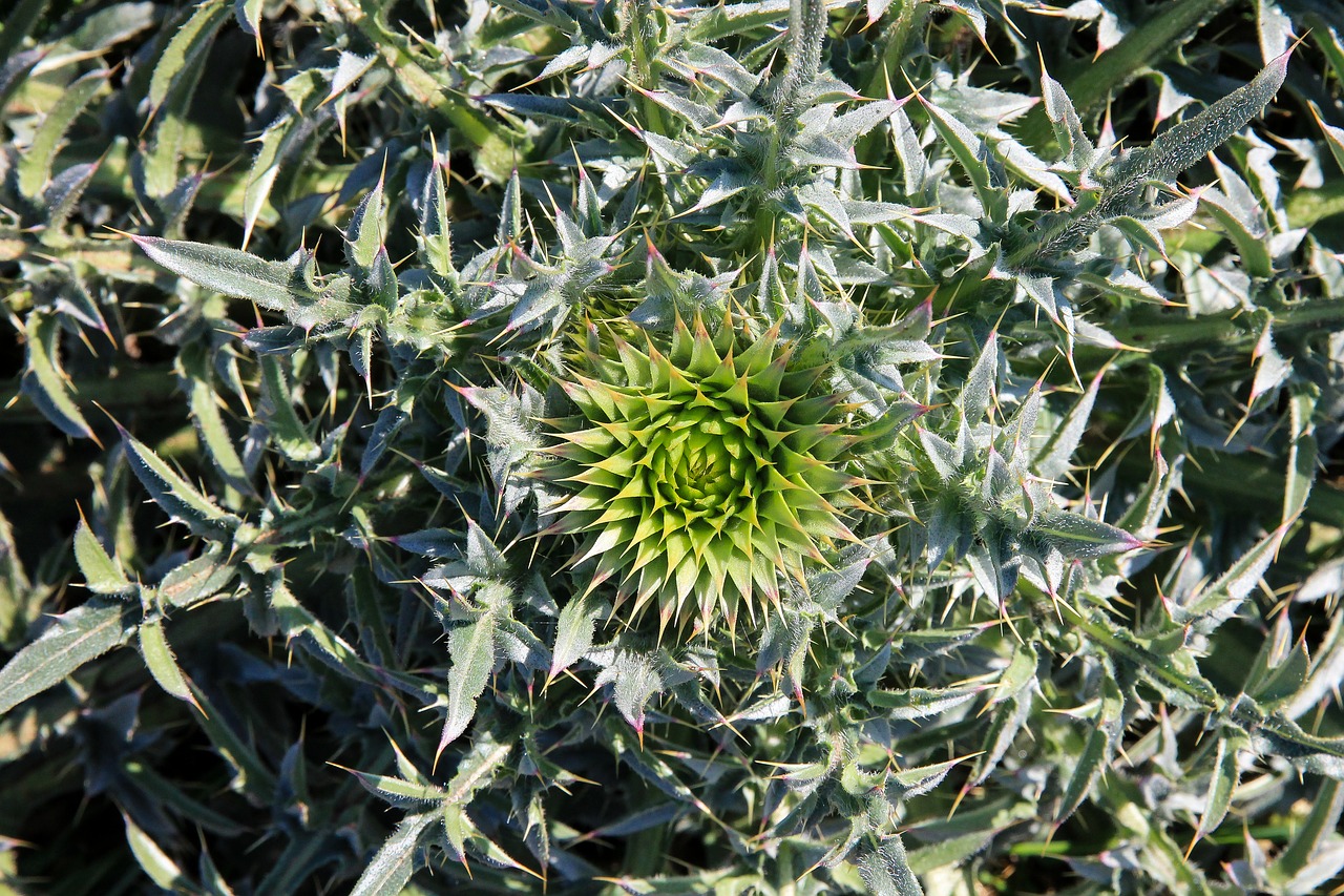 Image - thistle plant aechmea plant field