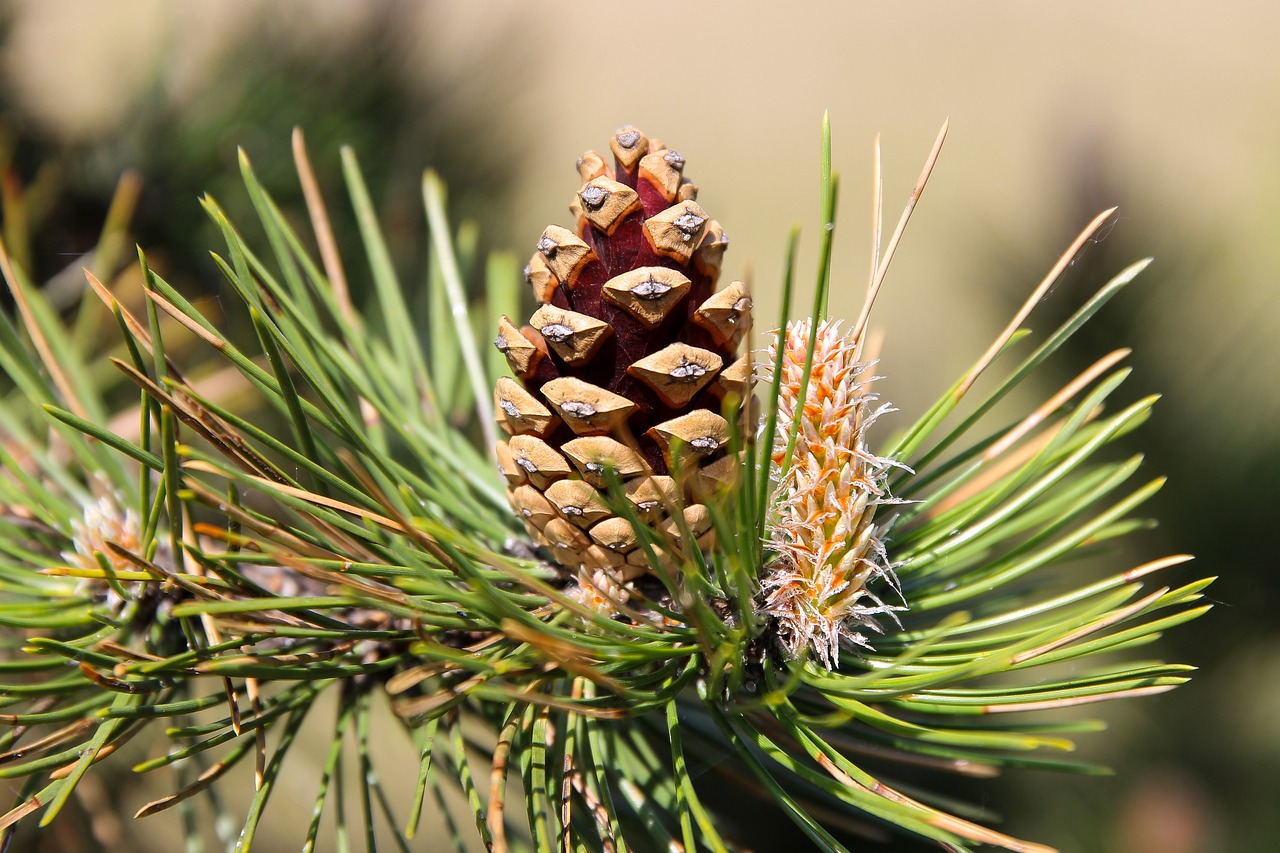 Image - black pine pine cone pine candle