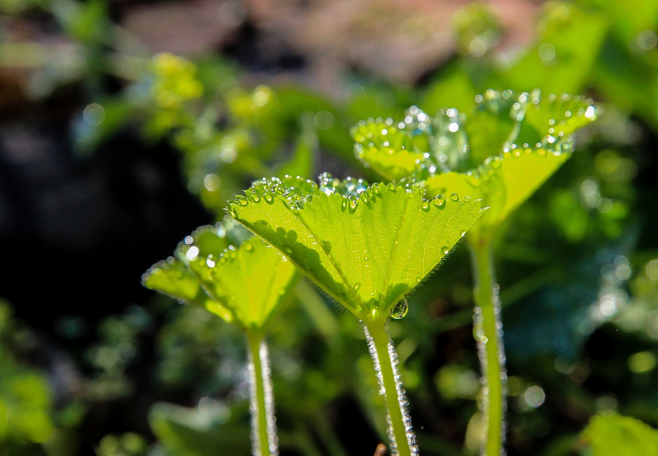 Image - palástfű dew water droplets herb