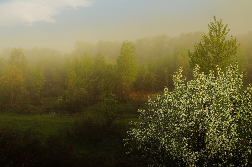 Image - fog nature morning dawn landscape