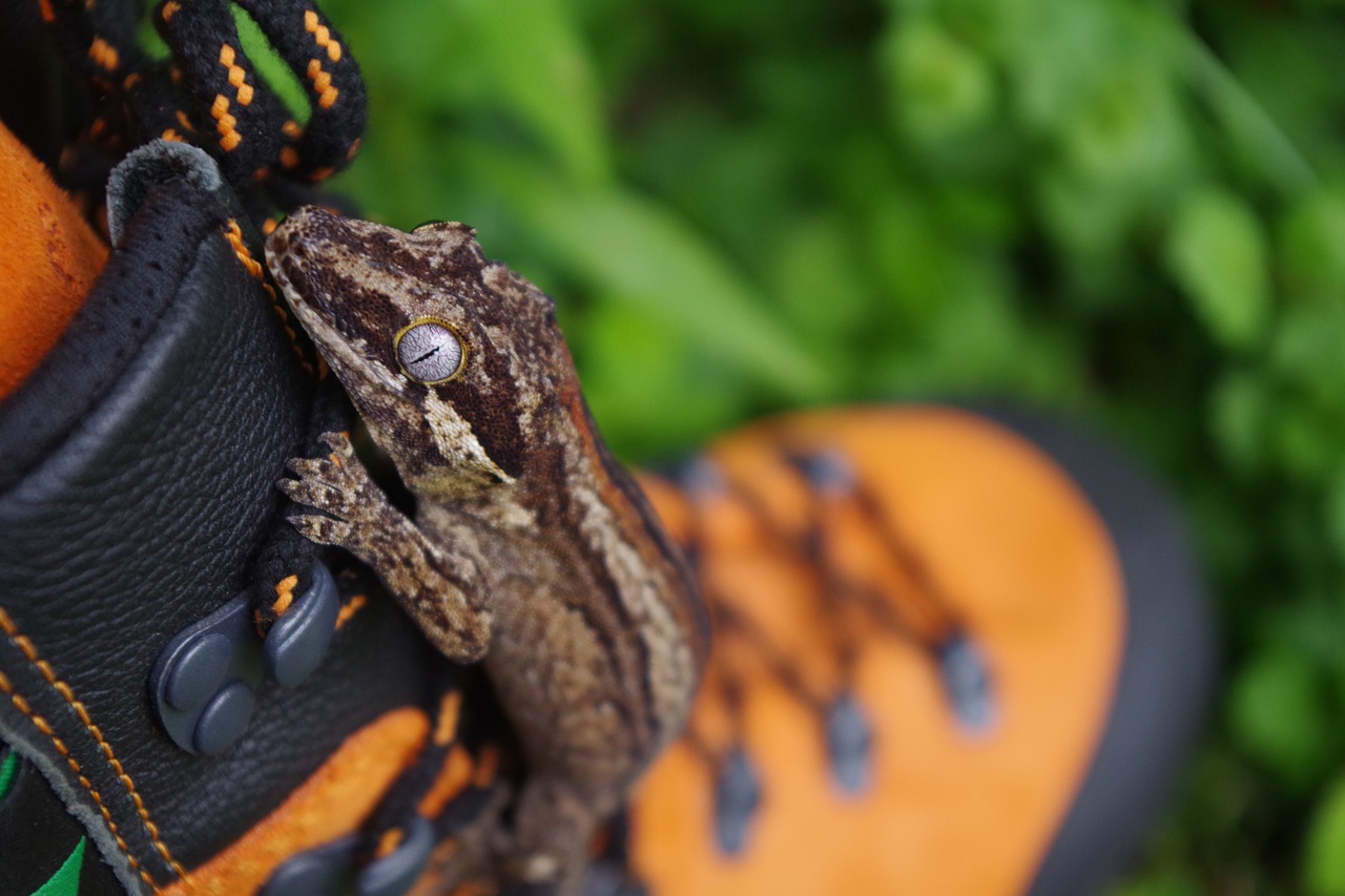 Image - gecko lizard wildlife eye reptile