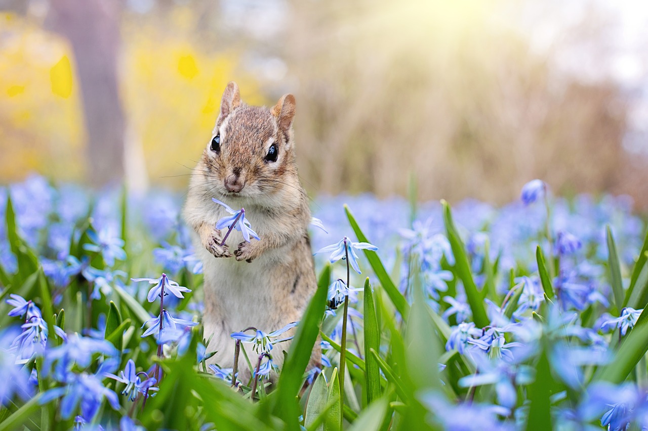 Image - chipmunk garden spring flowers