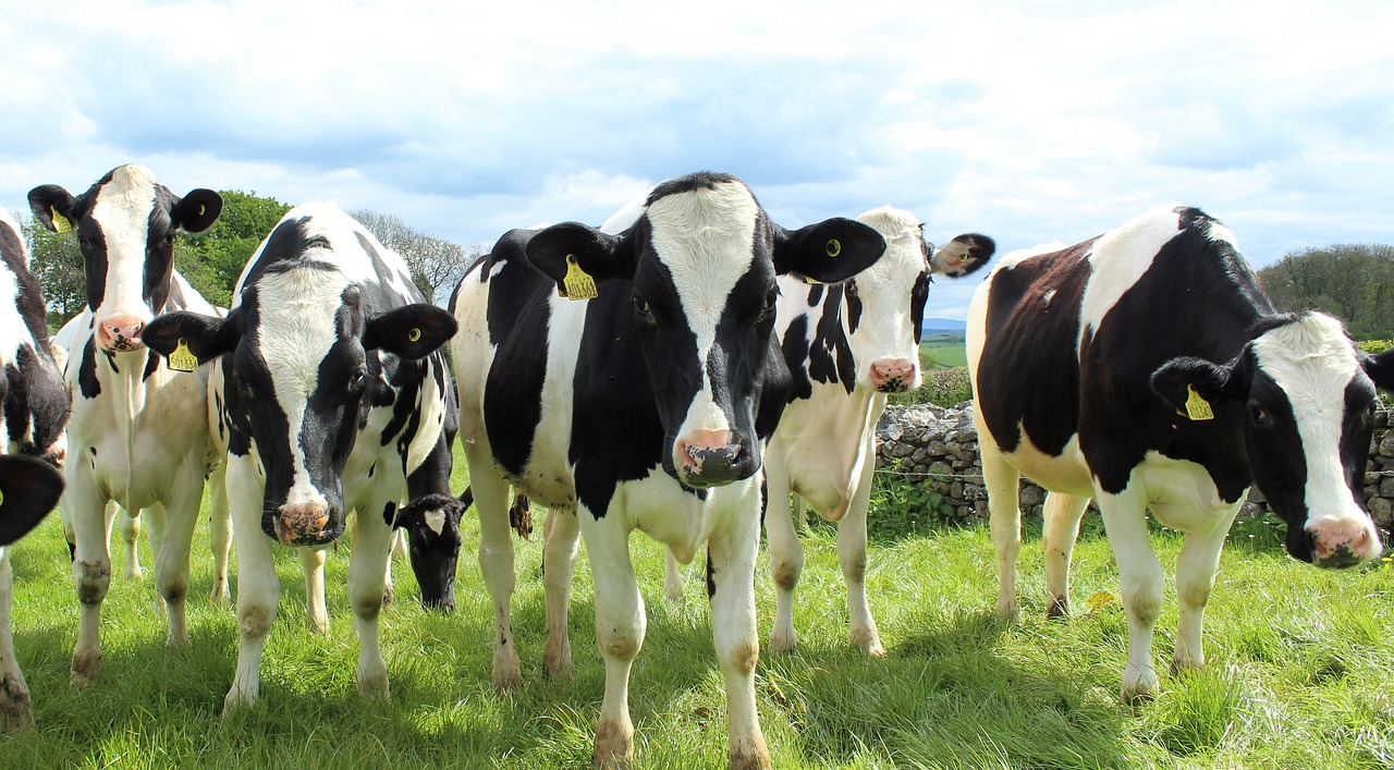 Image - holstein cattle cows heifers field