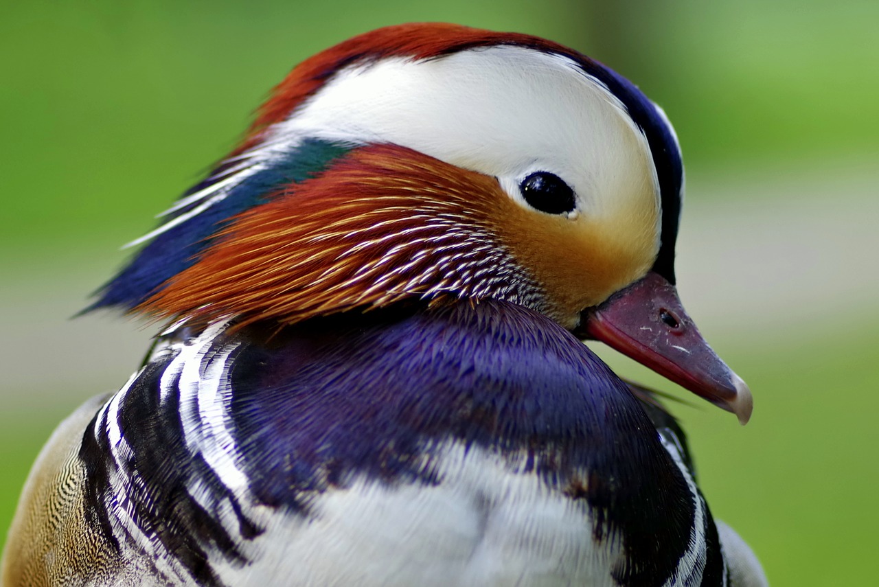 Image - mandarin duck bird dashing