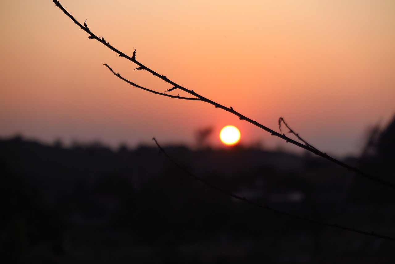 Image - sunset sun before sunset sky tree