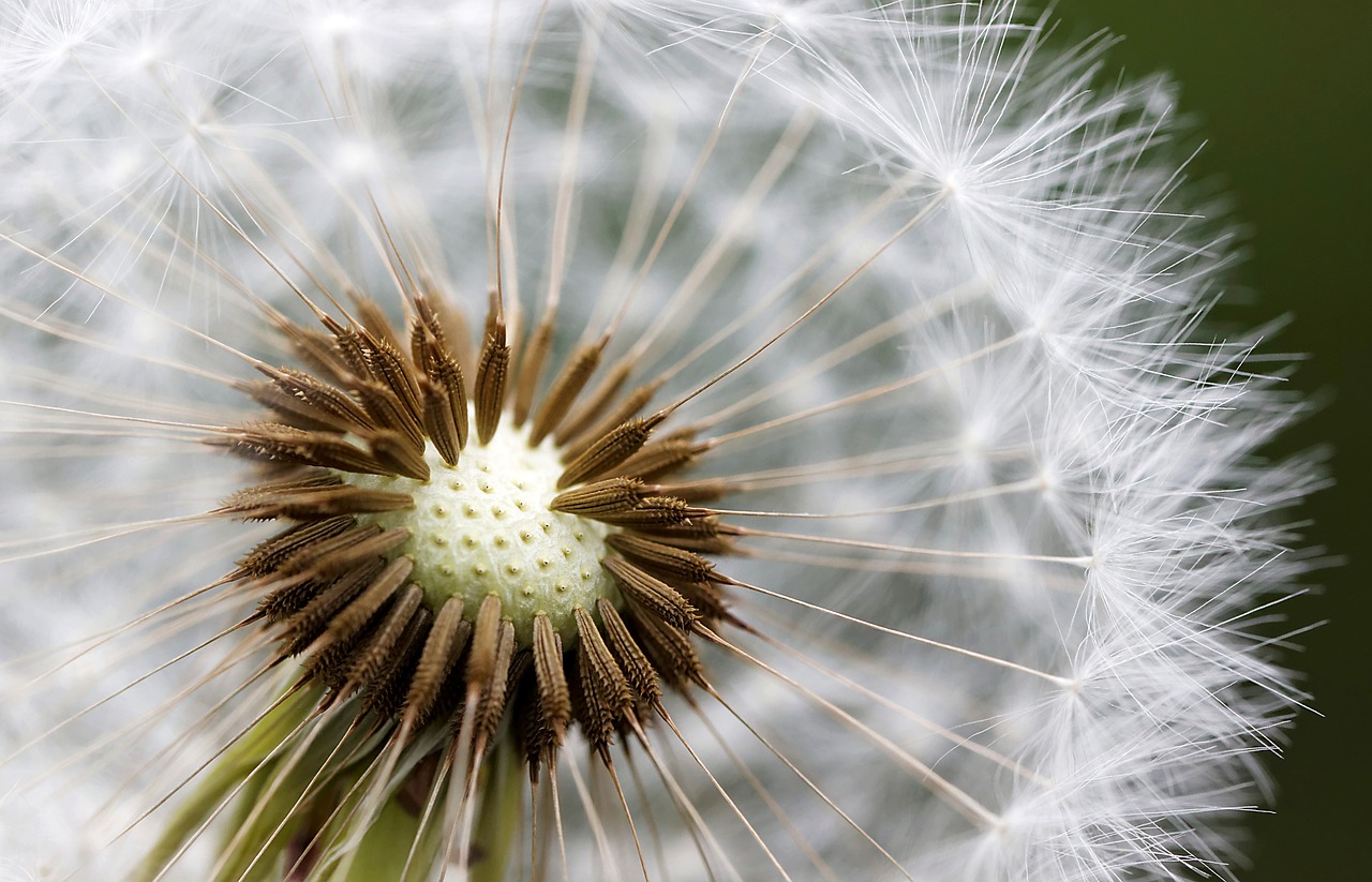 Image - nuns macro field dandelion seeds