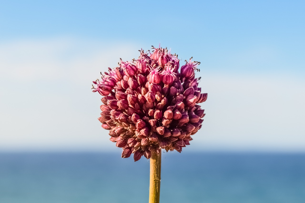 Image - allium wildflower spring flower