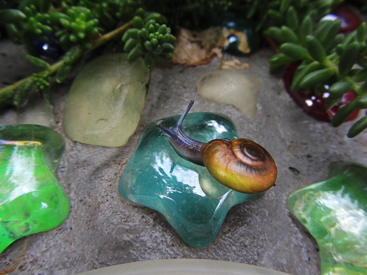 Image - snail garden glass blue snail