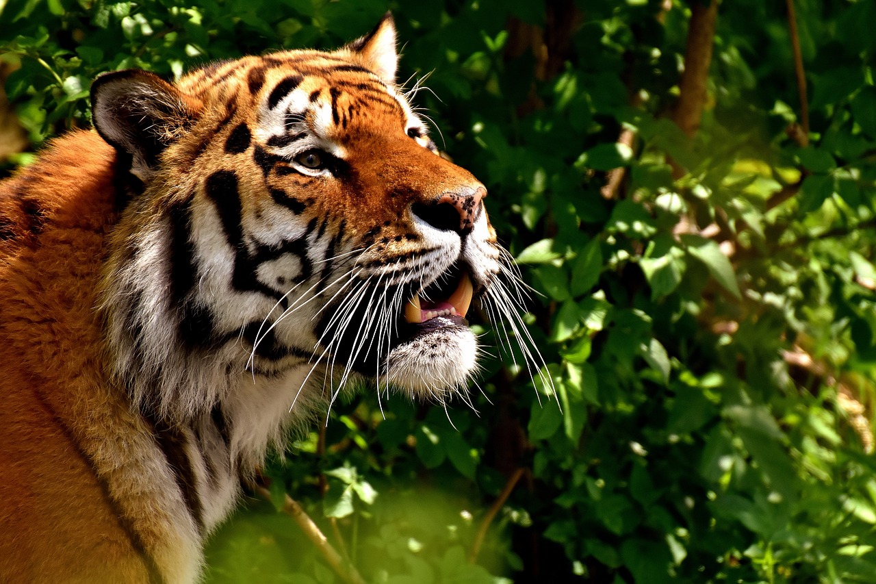 Image - tiger predator fur beautiful