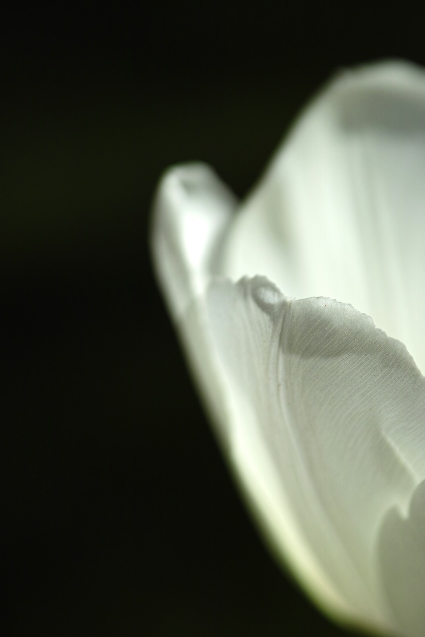 Image - white tulips single plant nature