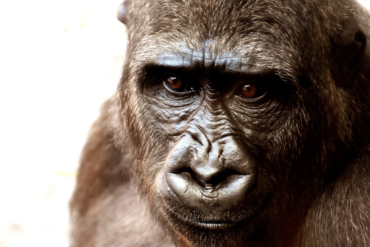 Image - gorilla monkey animal zoo furry
