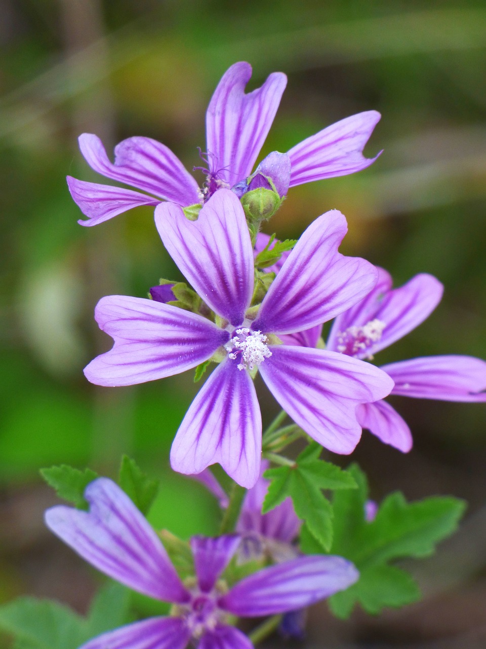 Image - mallow flower silveste beauty