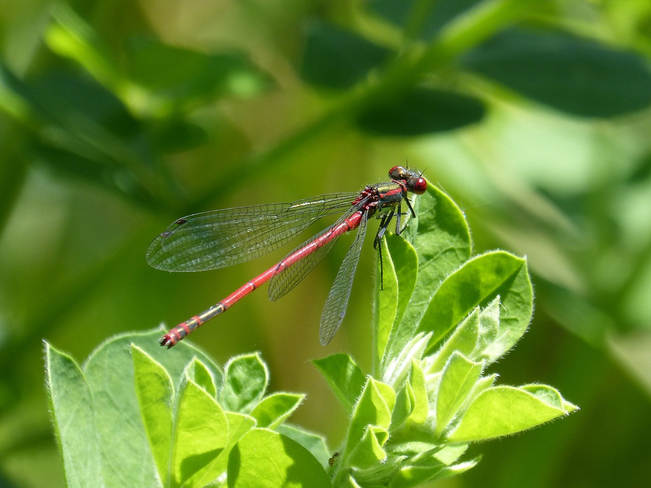 Image - dragonfly leaves red dragonfly