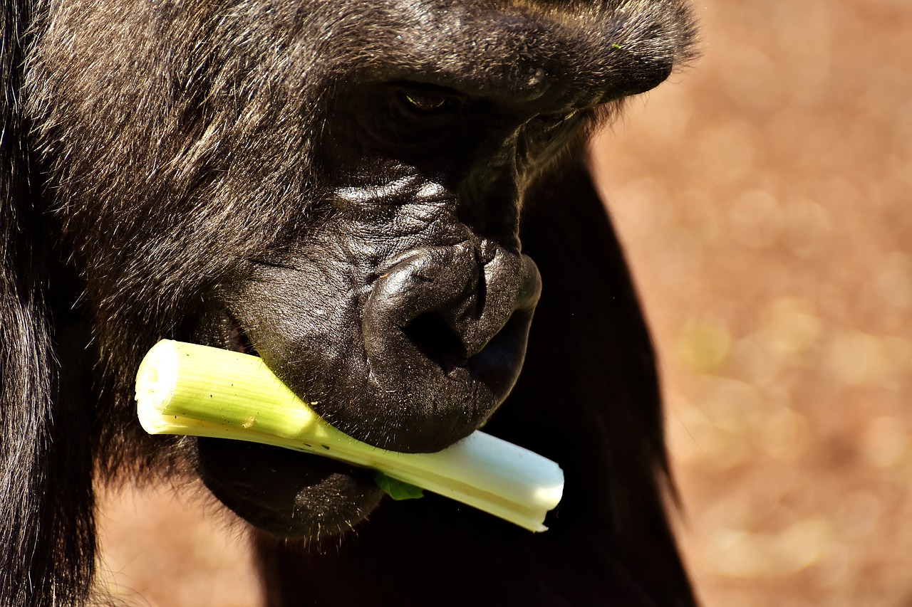 Image - gorilla monkey funny animal zoo