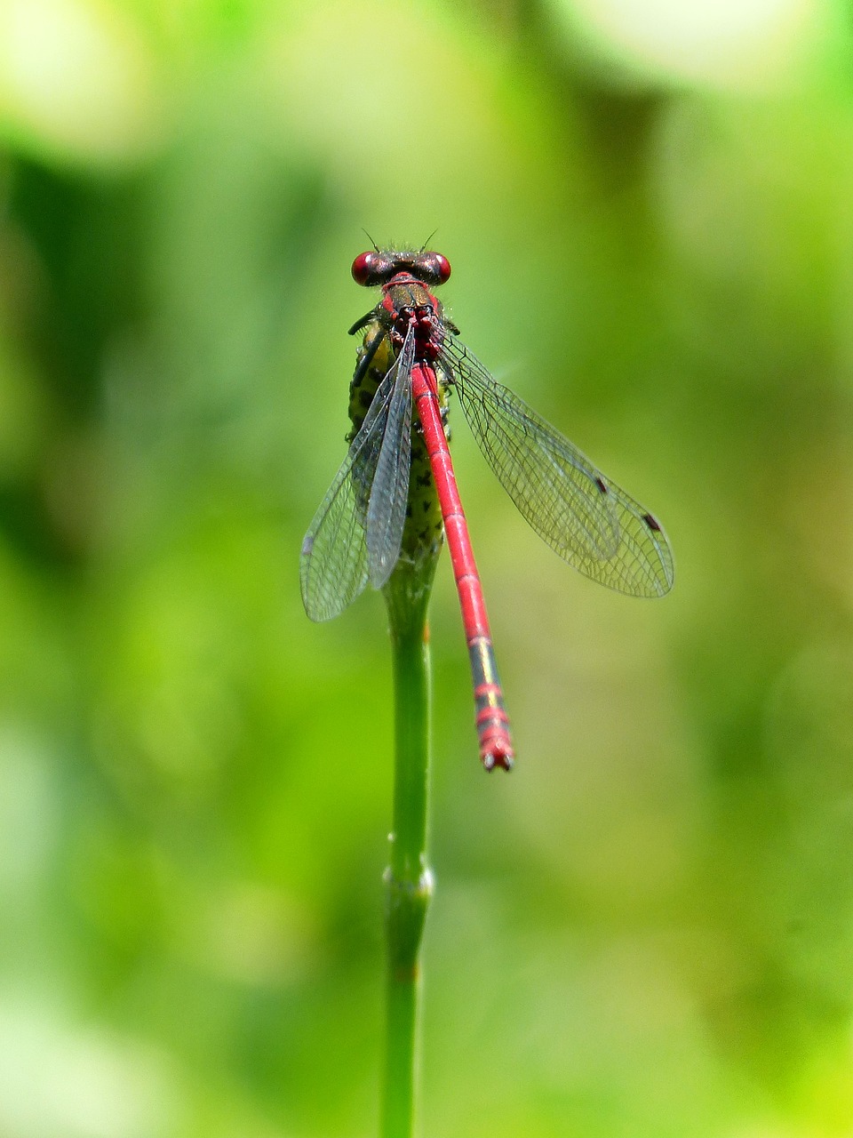 Image - dragonfly stem red dragonfly