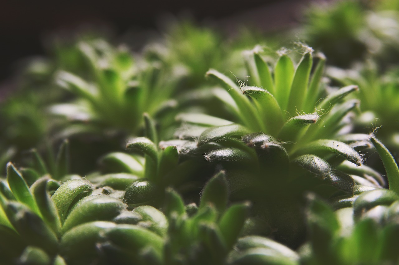 Image - succulents greenery sempervivum