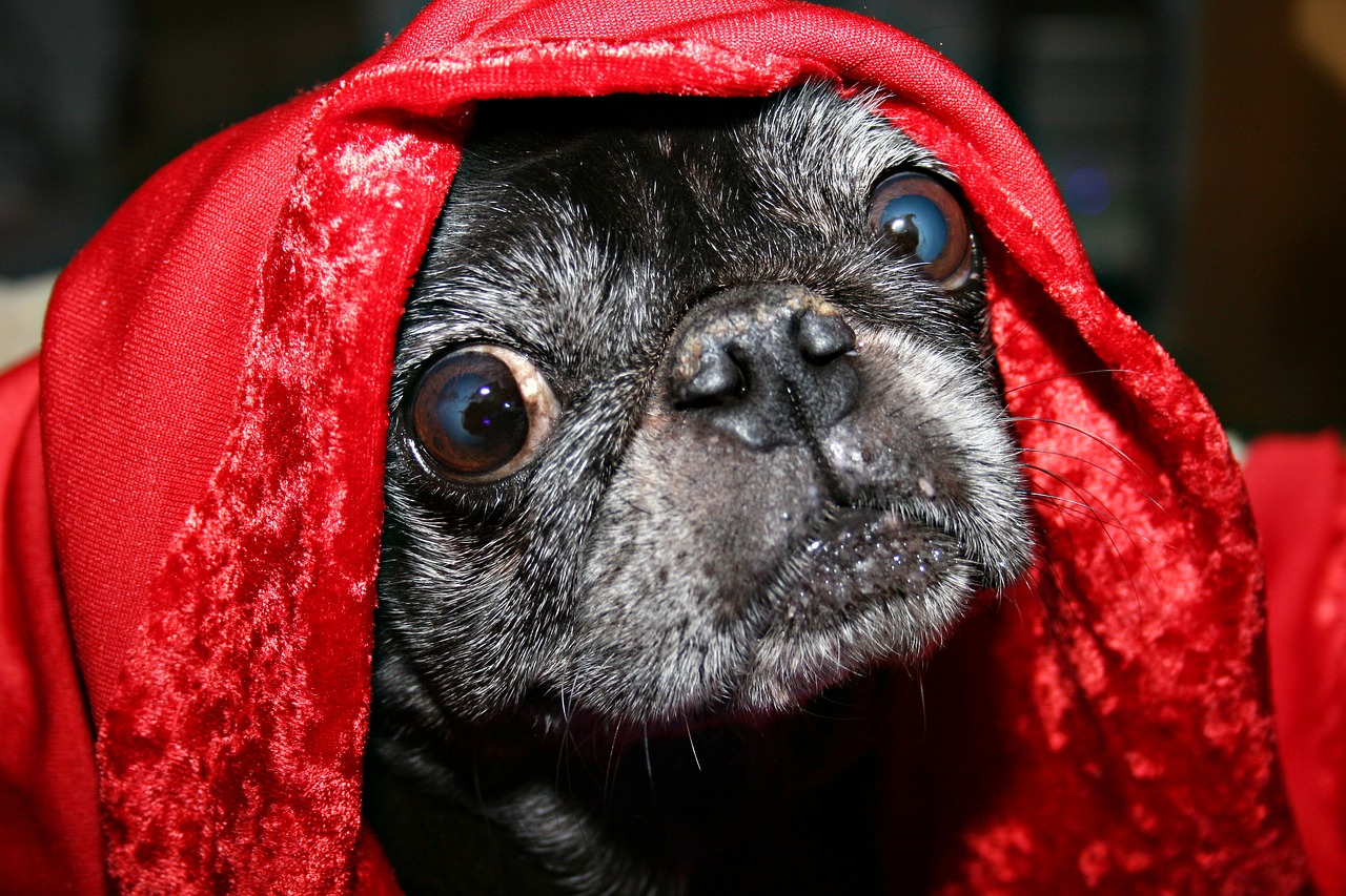 Image - pug blanket eyes dog pet cute