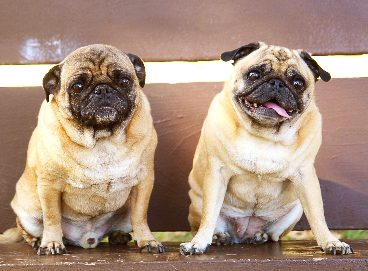 Image - pugs bench sitting buddies pet