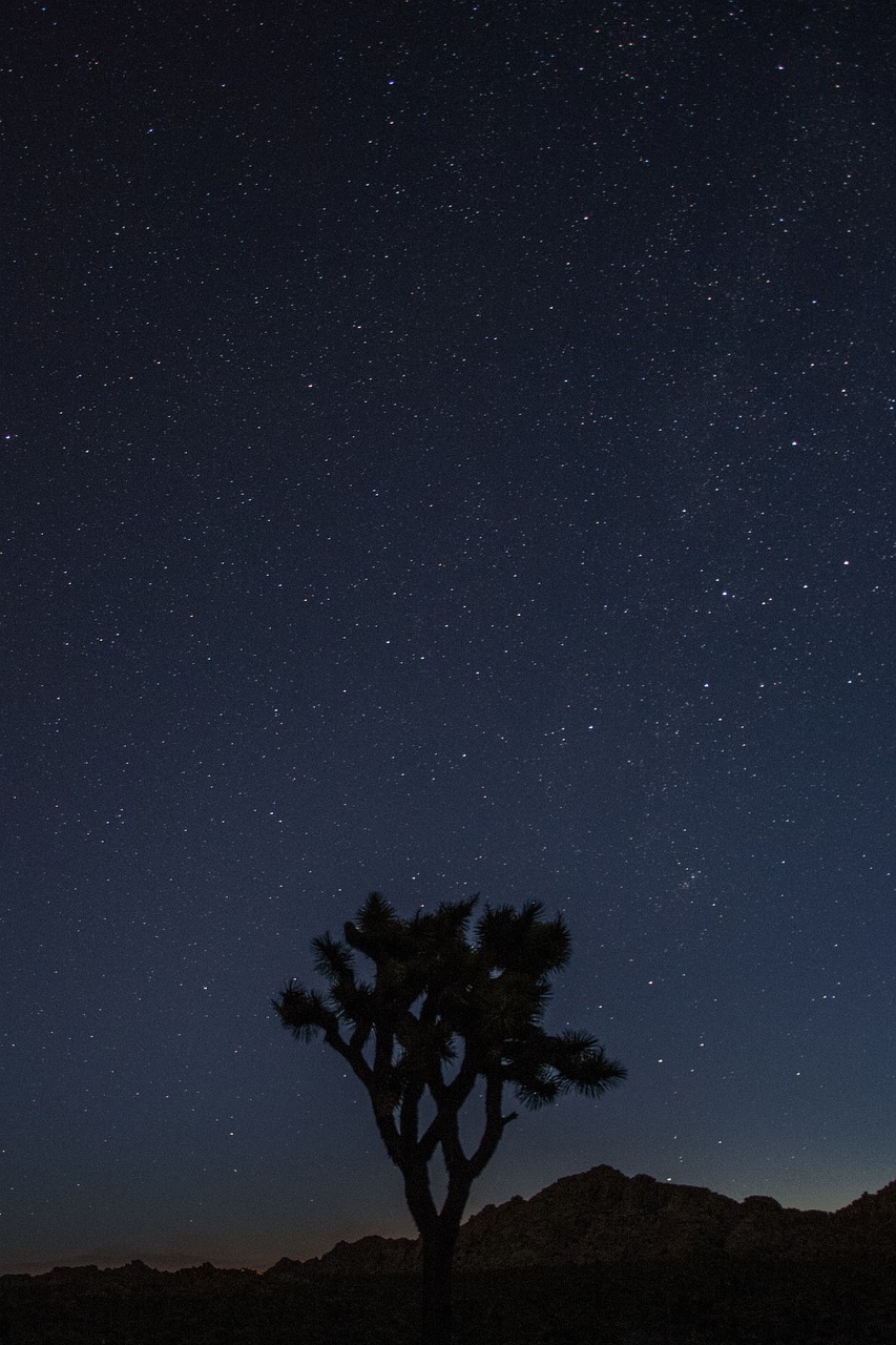 Image - joshua tree national park nature