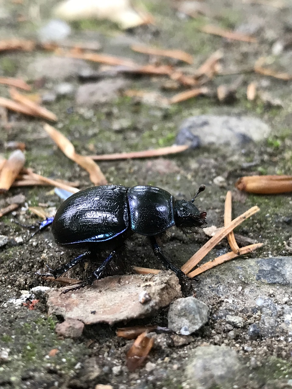 Image - beetle nature ground krabbeltier