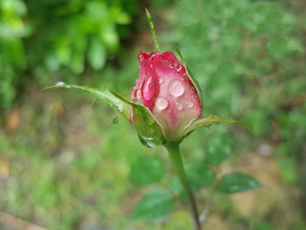 Image - rose pink trickle