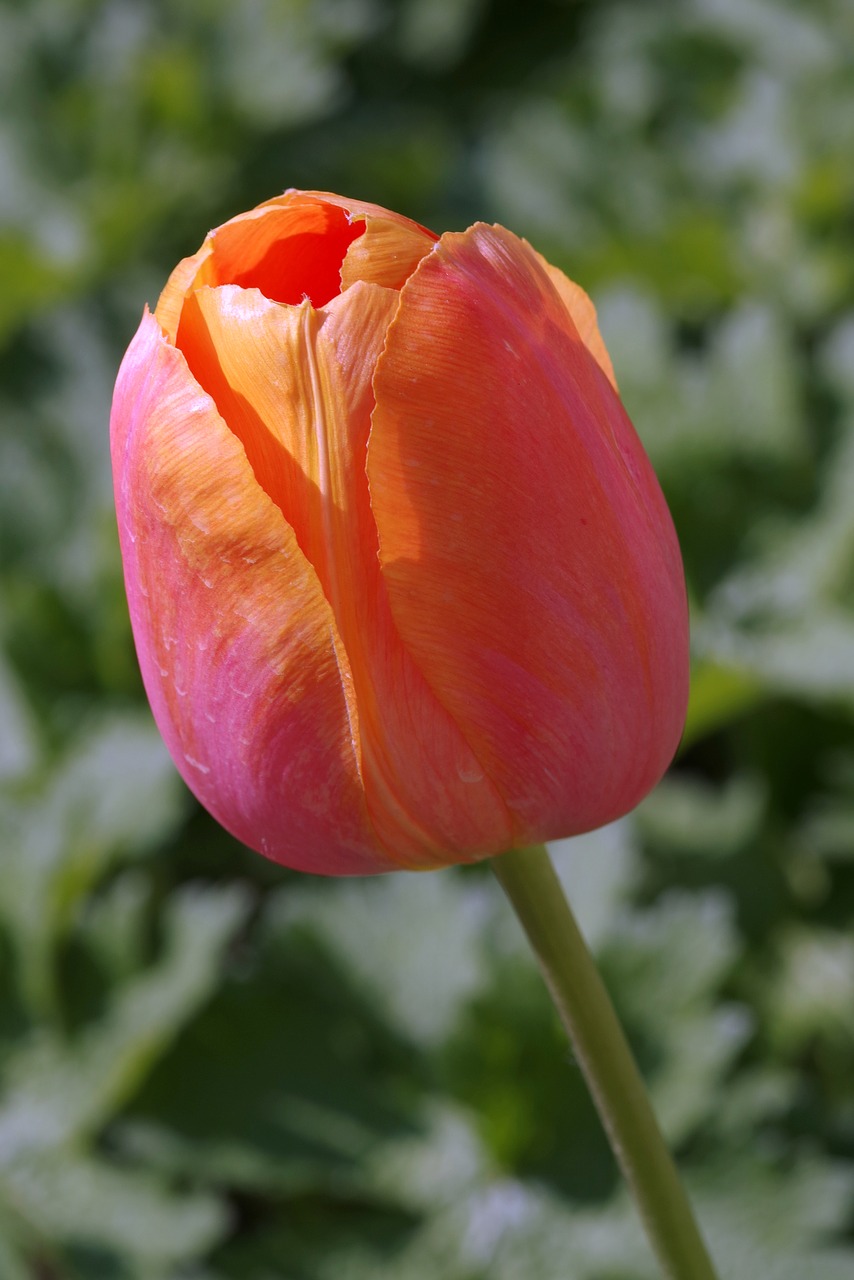 Image - tulip cup orange the petals single