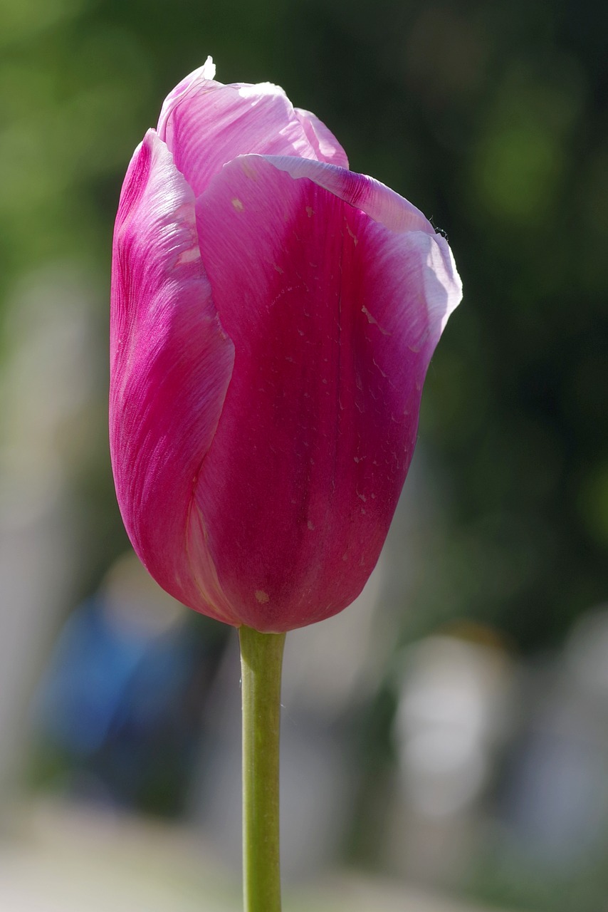 Image - tulip cup violet the petals single