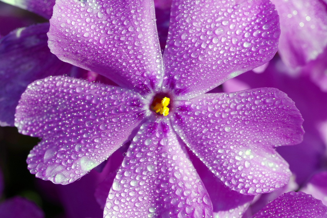 Image - blue flower tiny five petals