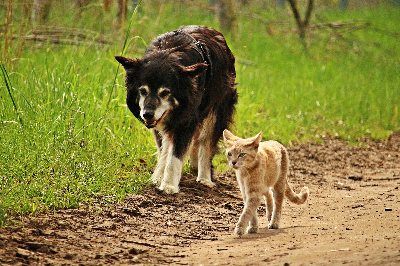 Image - dog cat friendship walk tiger cat