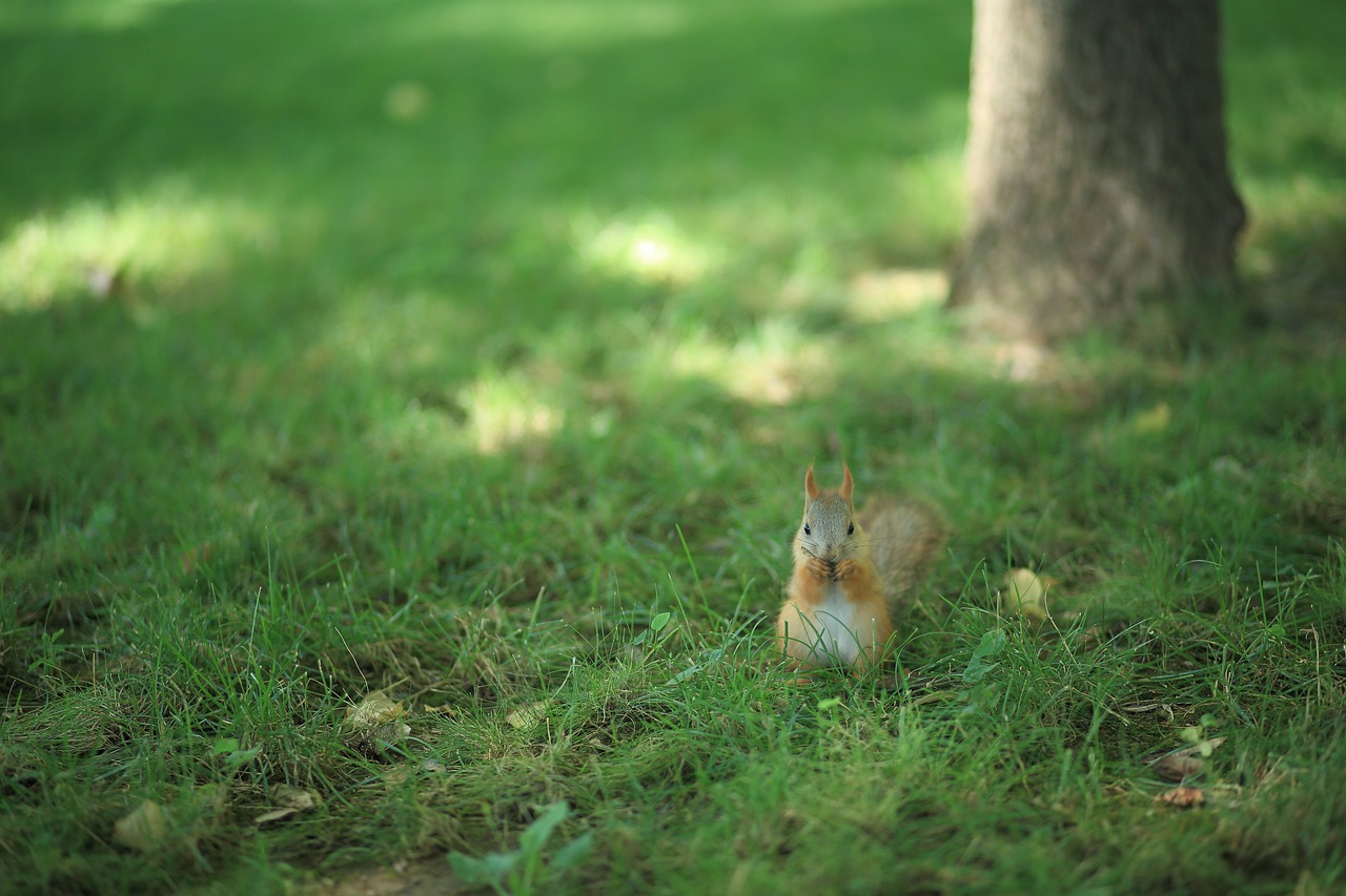 Image - squirrel squirrel on the grass grass