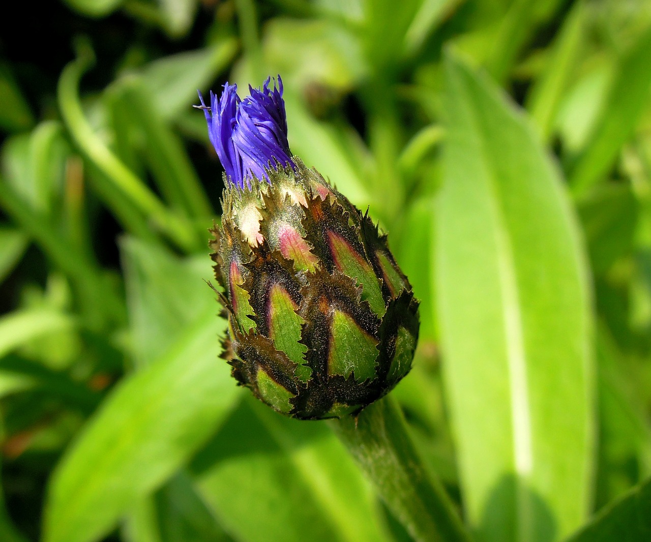 Image - cornflower flower buds flower blue