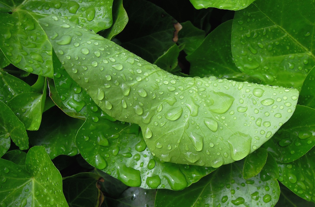 Image - foliage green leaf raindrop