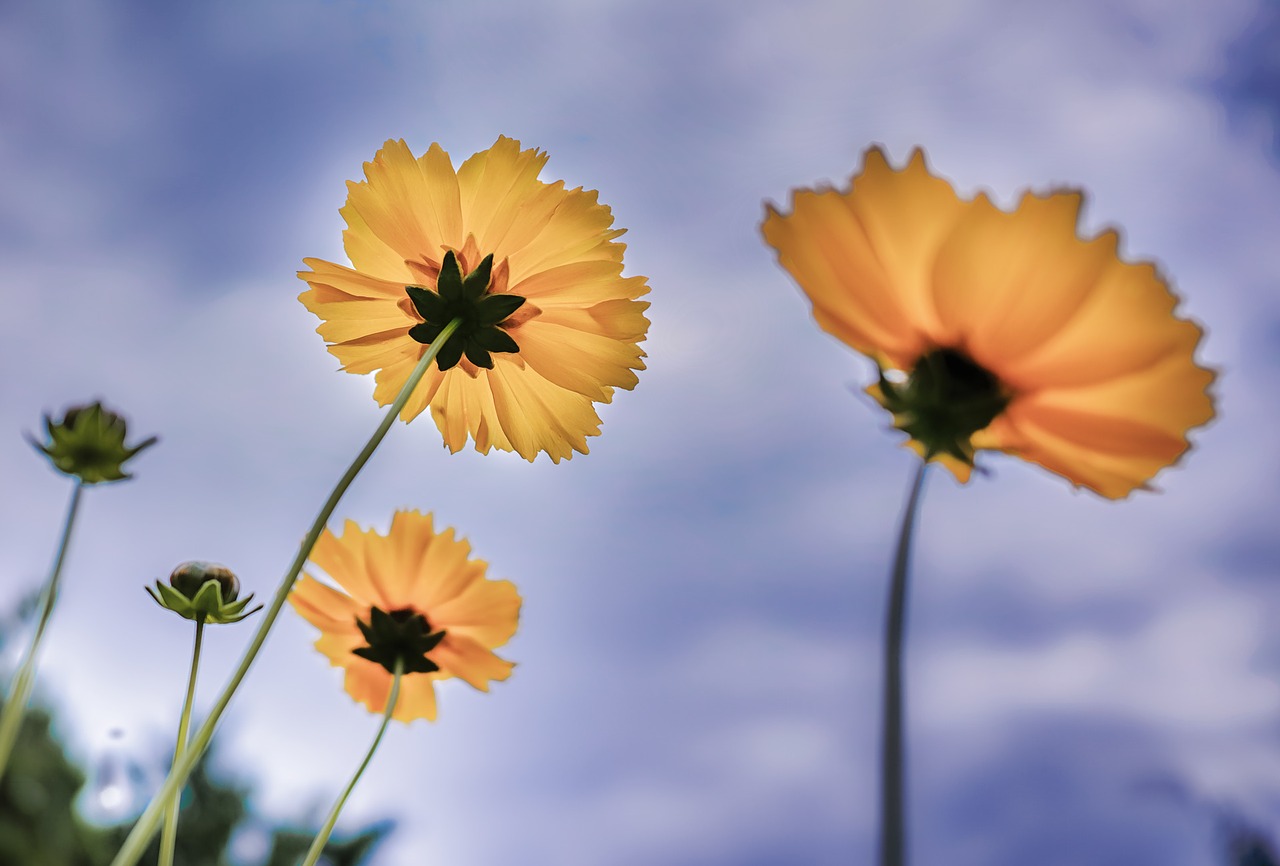 Image - flower yellow scenery