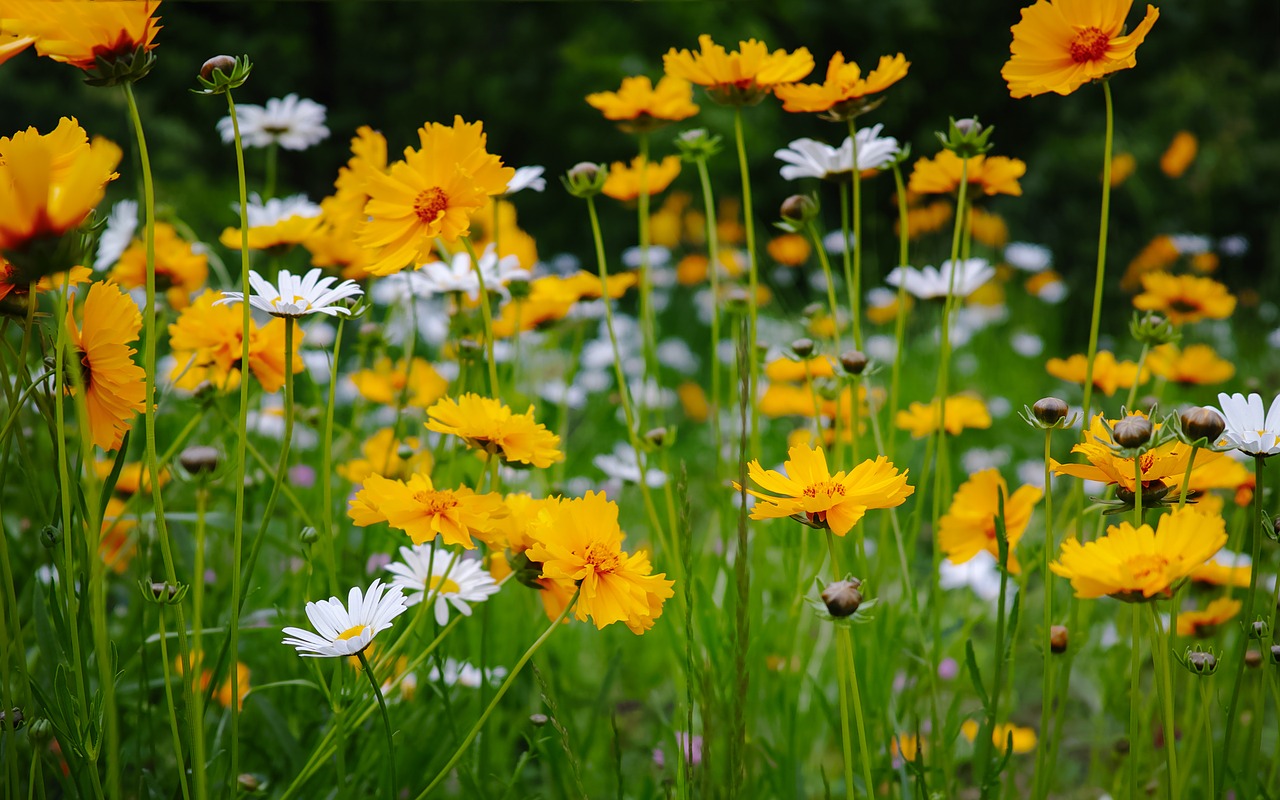 Image - flower yellow scenery