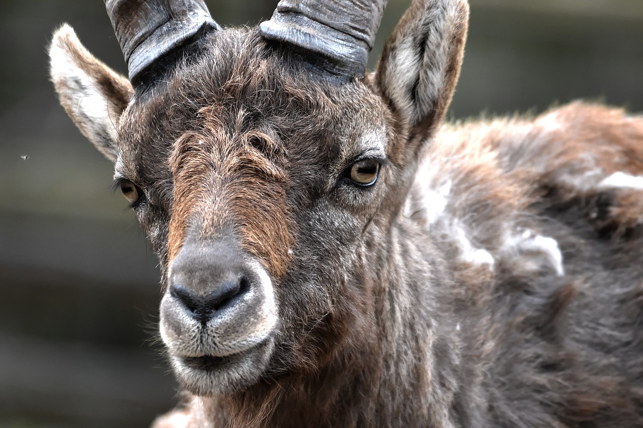 Image - capricorn goat goats zoo capra