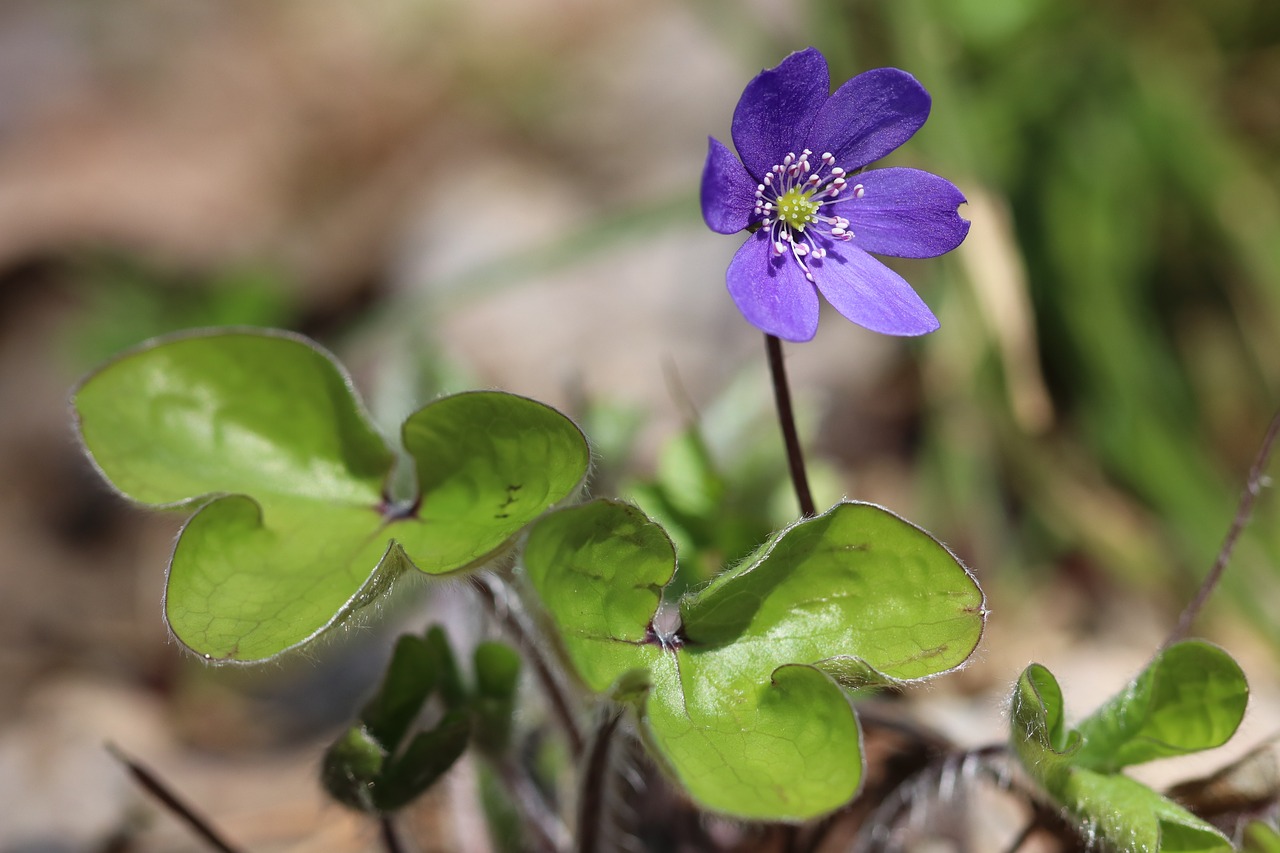 Image - blåveis may 2017 vestfold