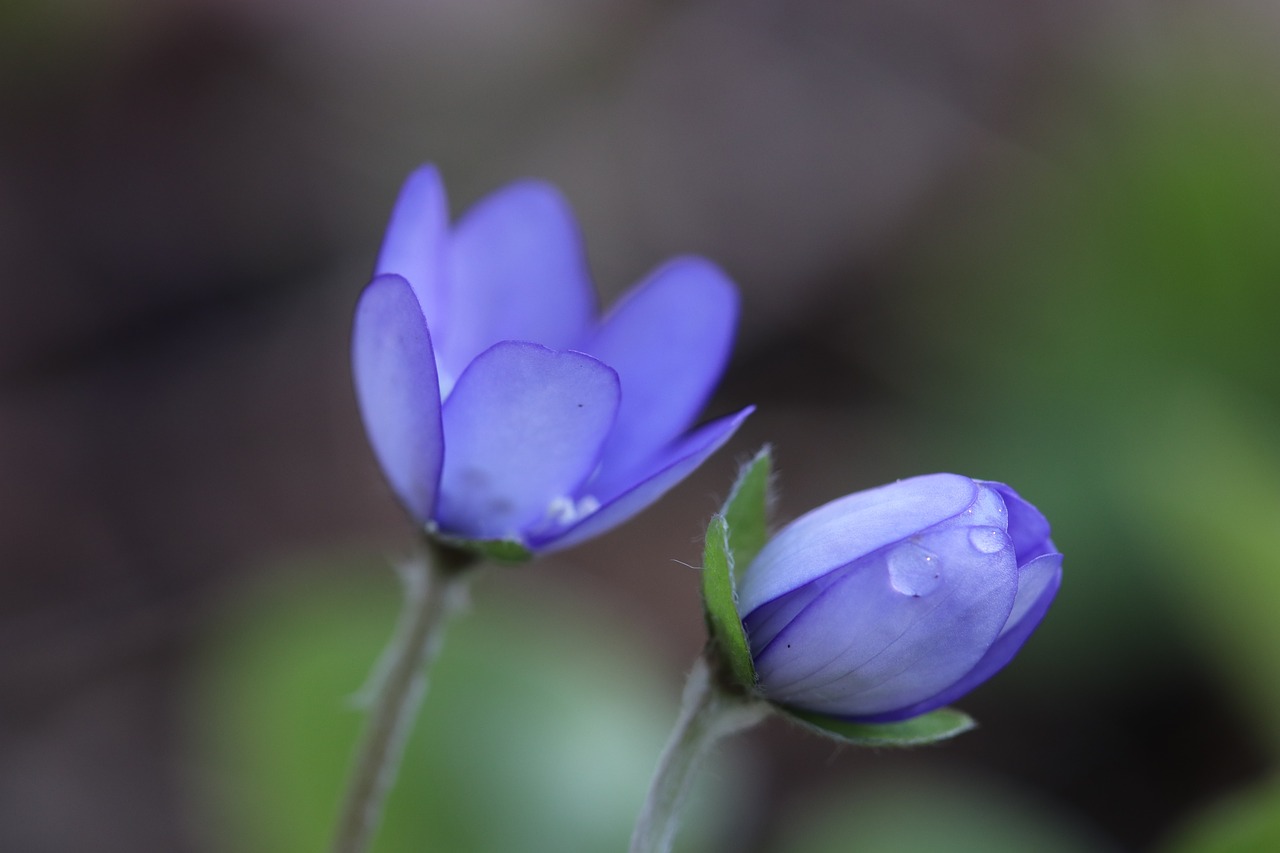 Image - blåveis may 2017 vestfold